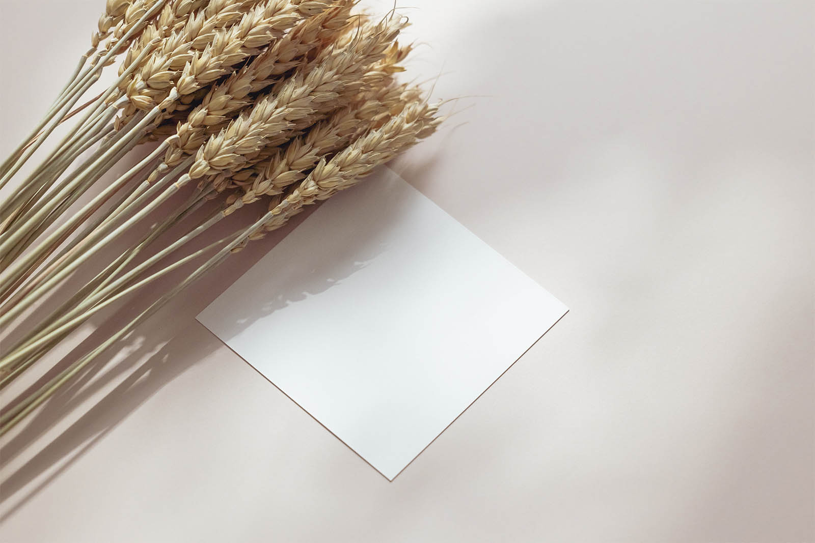 Square flyer with dried wheat mockup